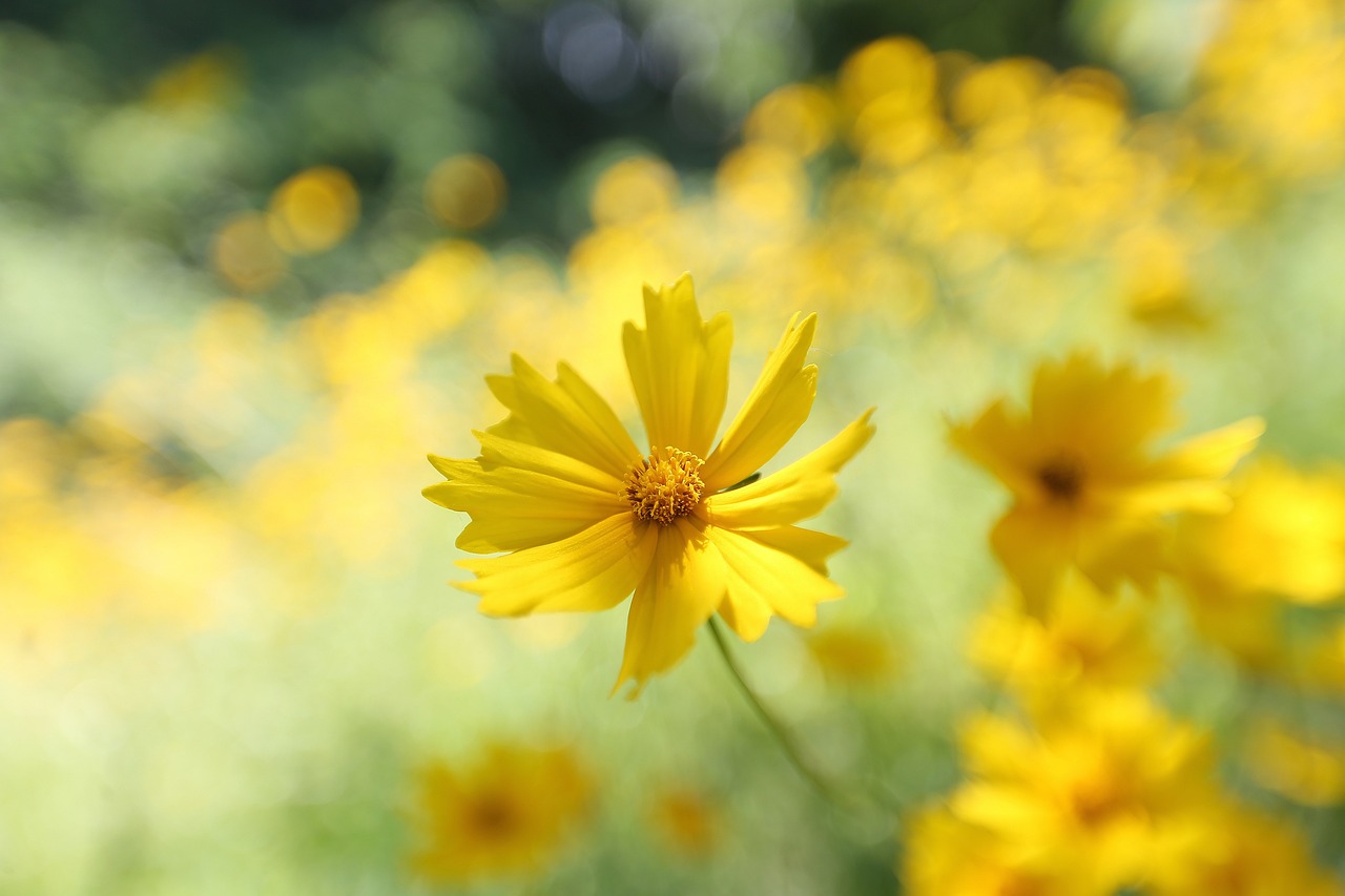 flowers-5443922_1280